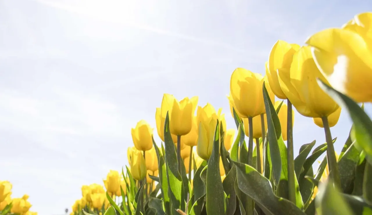 3 Lessons from Song of Solomon 