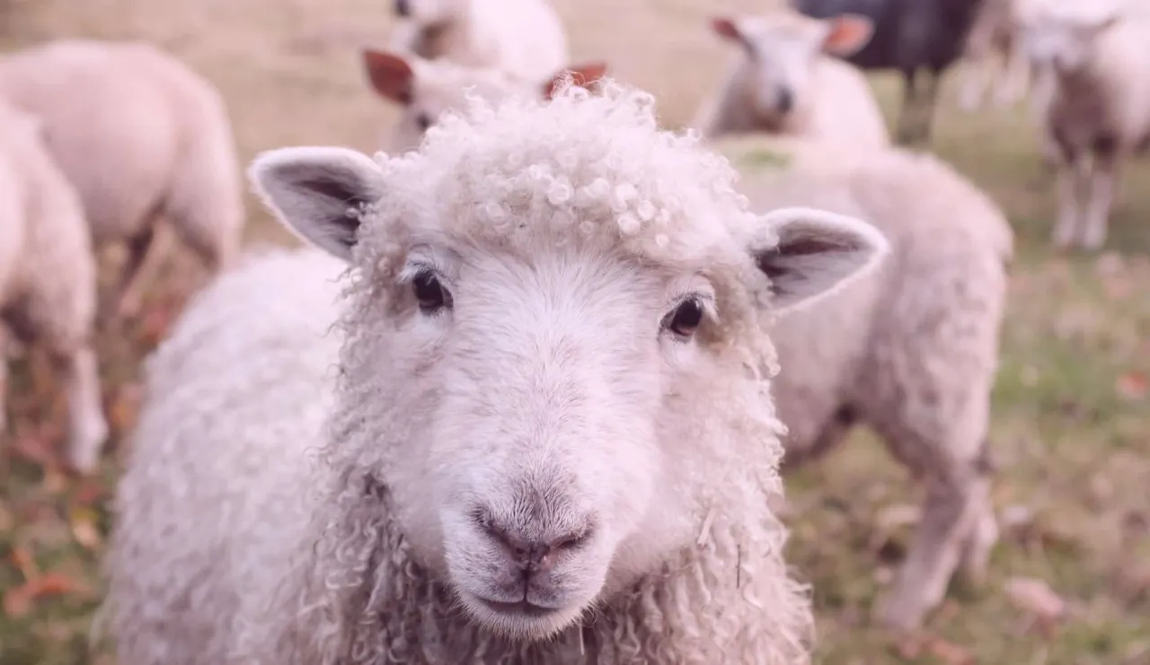 A Deeper Look At Psalm 23
