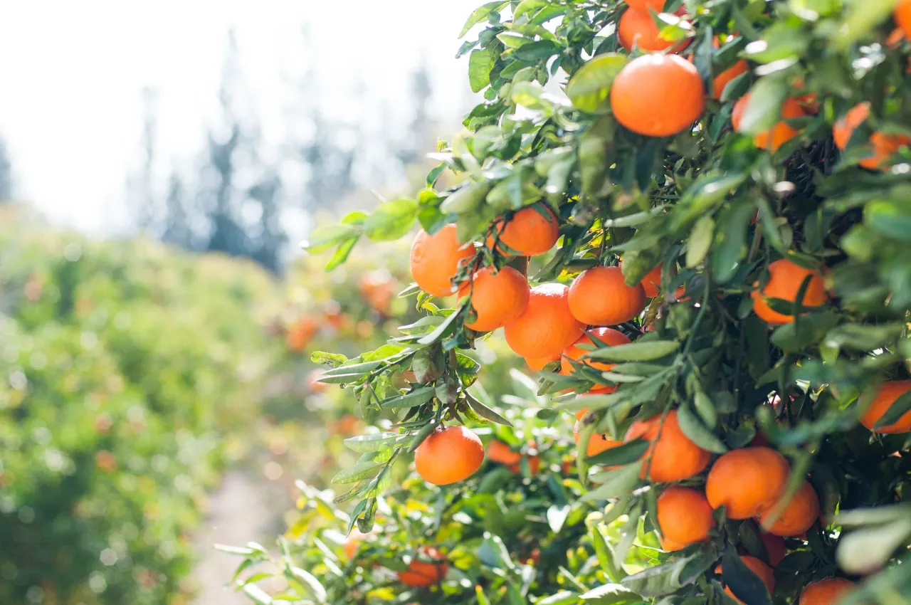 Faithful Stewardship Leads to Abundant Harvest
