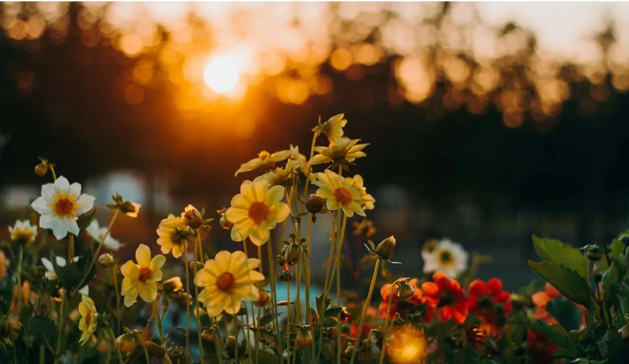 multi-colored flowers with sun in background