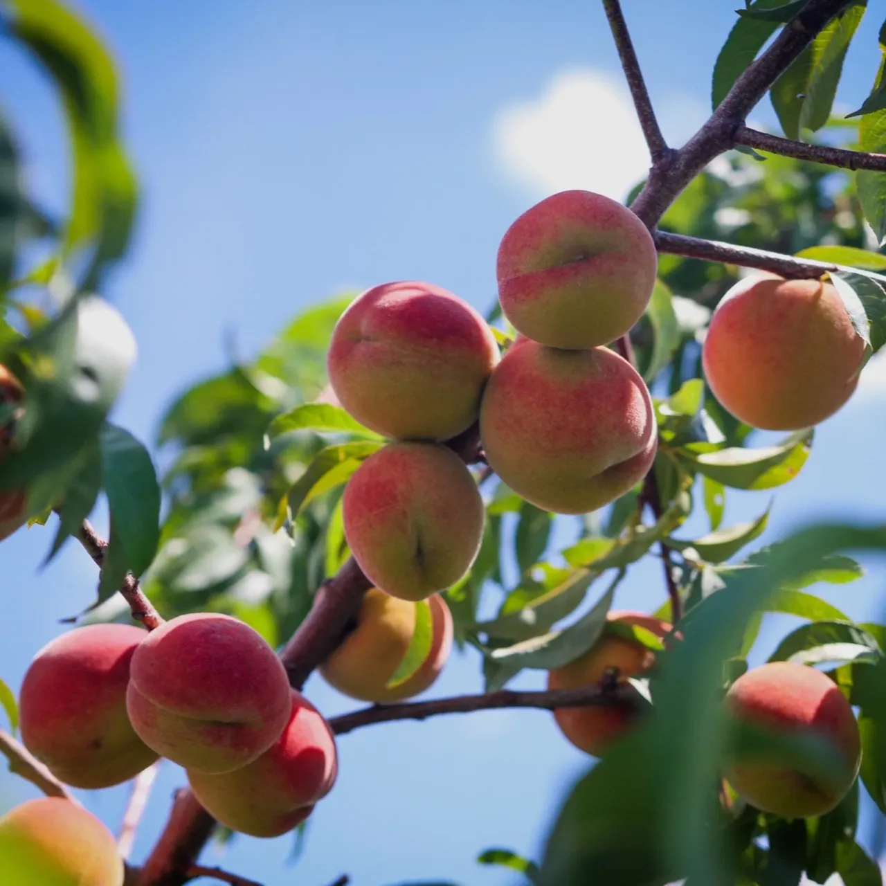 What Is the Fruit of Your Life?