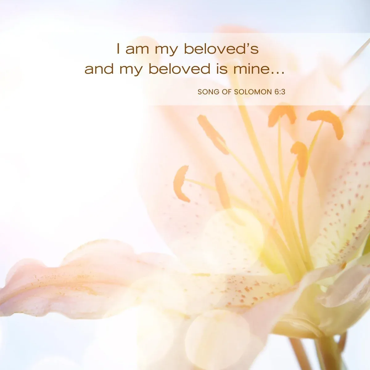 A Journey of Love: Insights from Song of Solomon